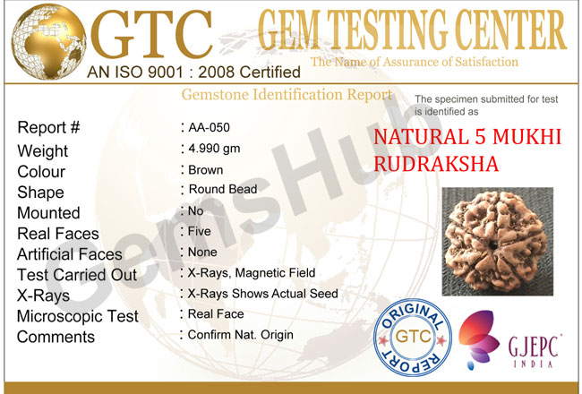 5 Mukhi Natural Certified Rudraksha Size- 23 mm Premium
